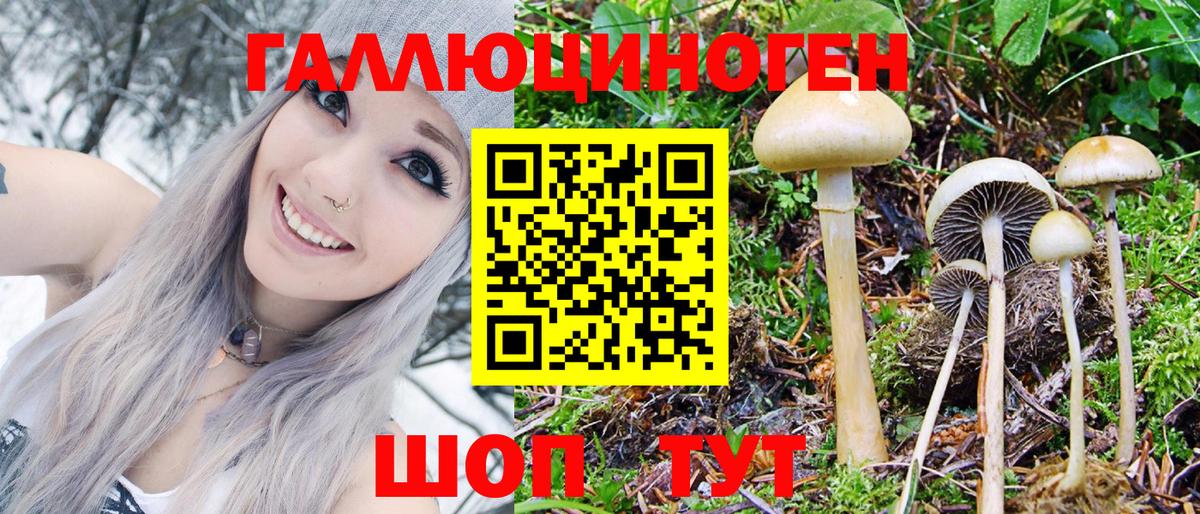 Шарыпово  Псилоцибиновые грибы Cubensis  Вход с VPN 